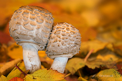 Keep Your Pet Safe This Fall mushroom
