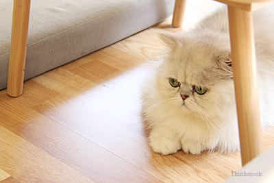 Persian cat under table