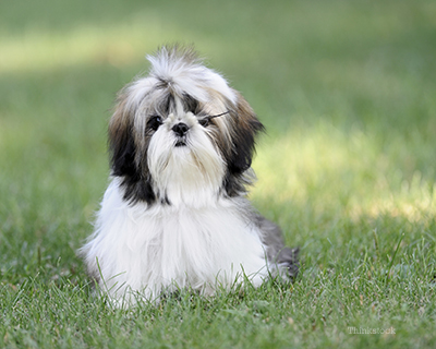 how much does kidney stone surgery cost for dogs