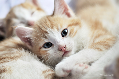 orange and white kitten