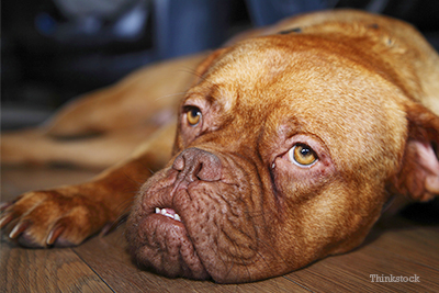 Dogue de Bordeaux sad