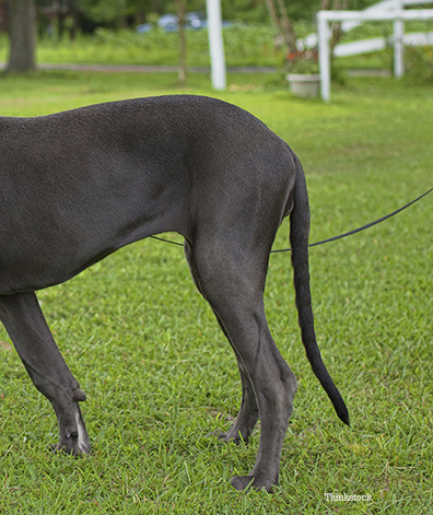 black lab with curly tail