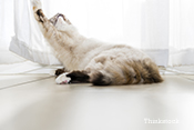 Living with a Jumpy Cat - Keeping Your Cat Off Counters Dog in puddle
