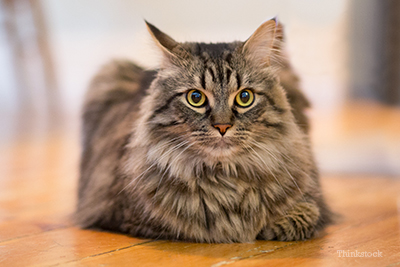 Maine Coon cat