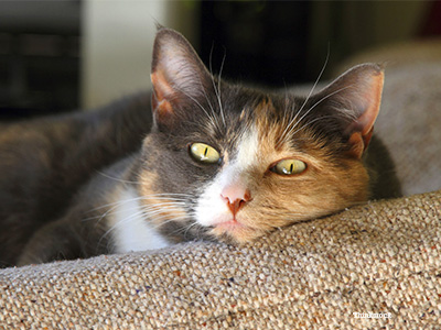 Calico cat