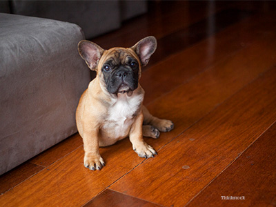 French bulldog