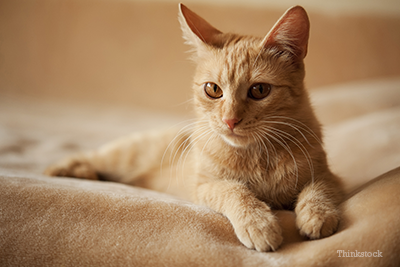 Orange cat on counter