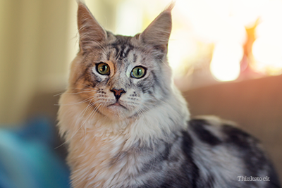 Maine coon cat sitting on couch