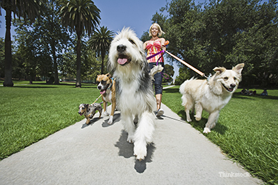 Dog sitter walking dogs
