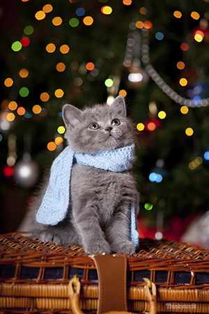 The Miracle of the Christmas Bell Kitten with a scarf