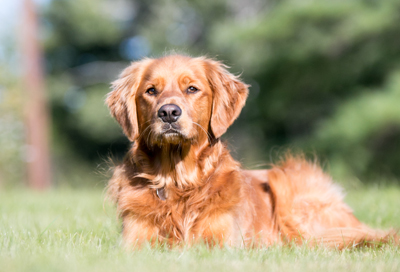 Golden Retriever's like this can sometimes have a air outside the lungs