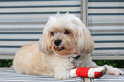 Dog on bench with bandage on leg