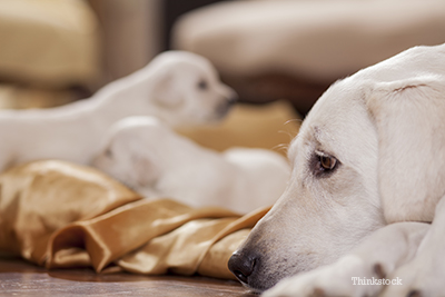 Monitoring The New Mother After Puppy Birth