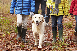 Dog on a hike with family