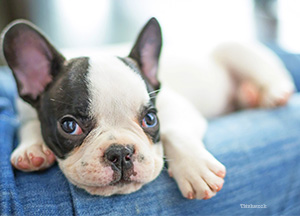 Dog on couch