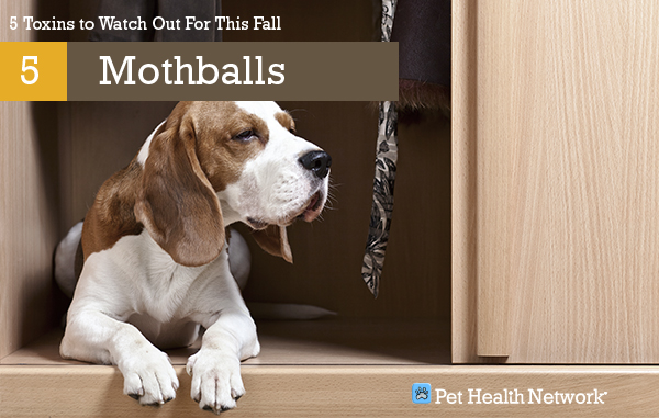 are moth balls toxic to dogs