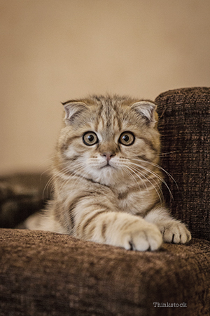 My Cat is Aggressive Cat being alert