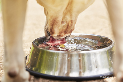 old dog drinking excessive water