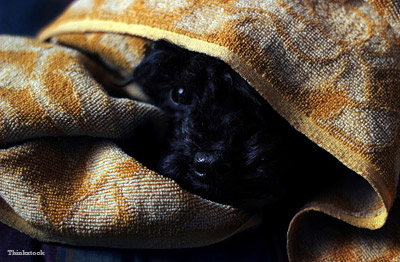 Dog hiding under blankets is scared of thunder