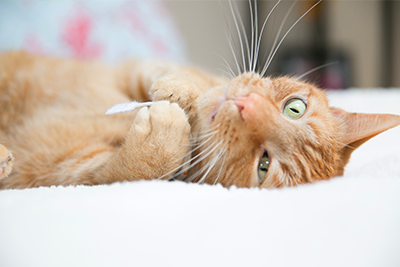 Orange tabby looking into the camera