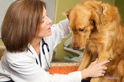 Dog at vet office