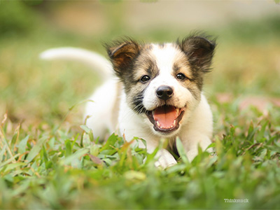 Puppy in grass