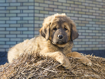 Puppy on hay