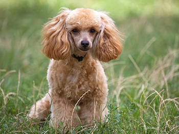 Dog in grass