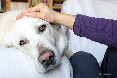 Woman petting yellow lab