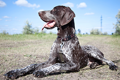 Osteosarcoma: Bone Cancer in Dogs German short-haired pointer laying down outside