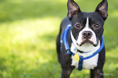 Boston terrier at park