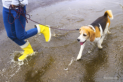 Dog walking in puddle