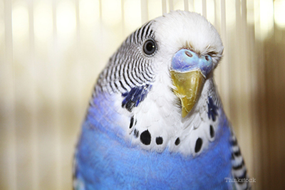 Parrot in a cage