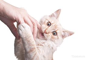 Cat playing with hand