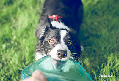 Collie puppy