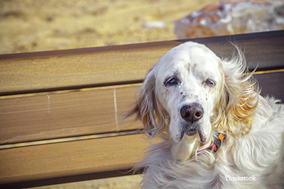 why do old dogs spin in circles