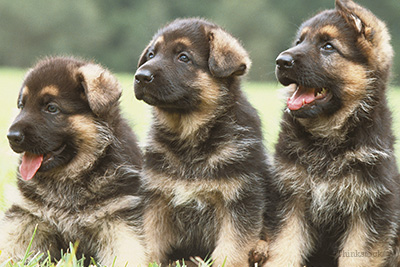 Persistent Right Aortic Arch: A Common Birth Defect German Shepherd puppies