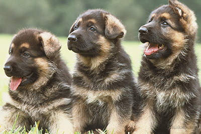 German Shepherd puppies