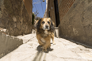 Stray dog walking down the street