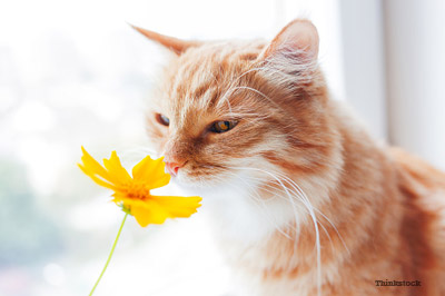 Pet Insurance Gaining Popularity in the U.S.