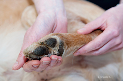 dogs paw pads are pink