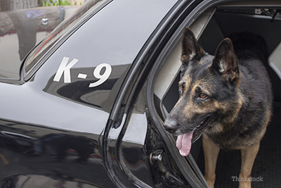 Police dog stepping out of a cruiser