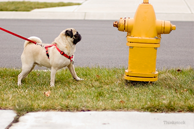 is it normal for puppies to pee alot