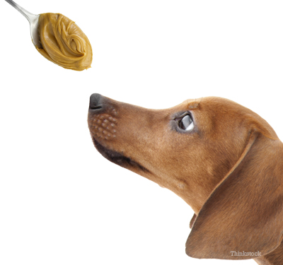 Dog about to eat peanut butter