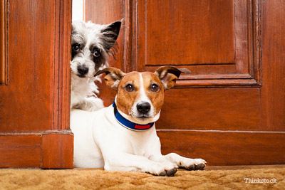 2 Dogs at Door