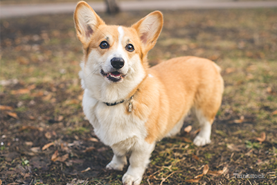 Corgi in the park