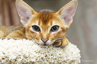 Abyssinian cat