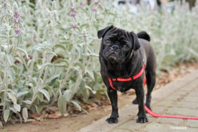 Bulldog with Rectal Prolapse