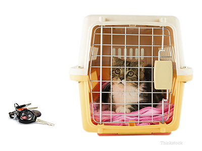 car cage for cats