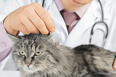 Reduce Cat Stress during Veterinary Visits Cat having an exam at the veterinarian hospital